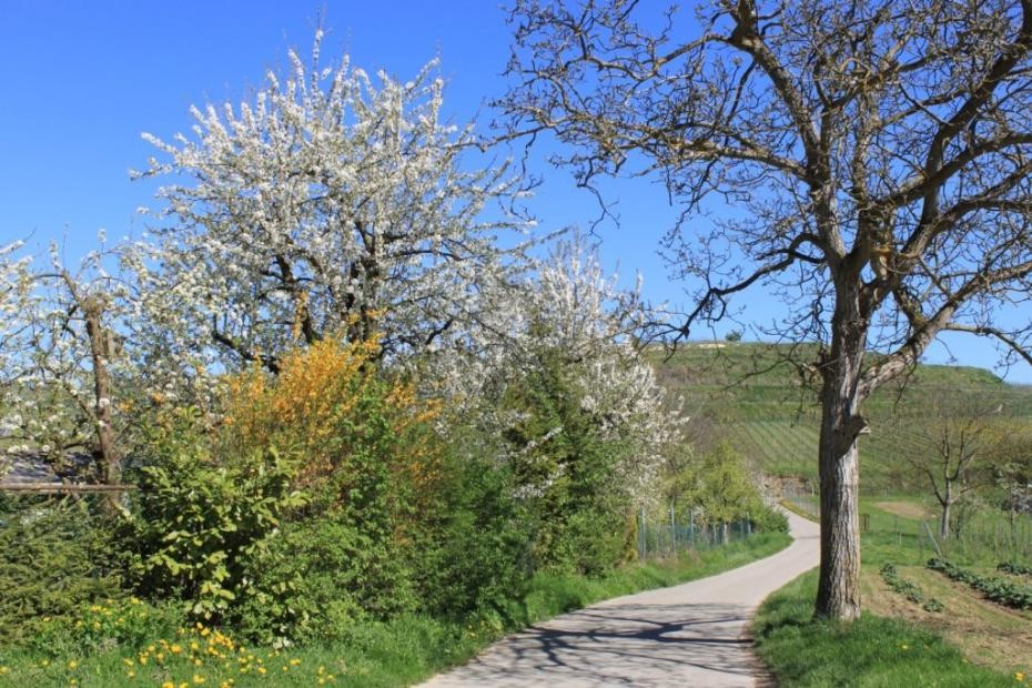 blühende Rebberge