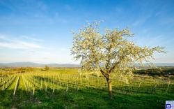 Landschaftsbild in die Rebberge im Frühling